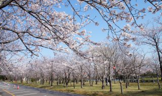 神之池の桜の写真2